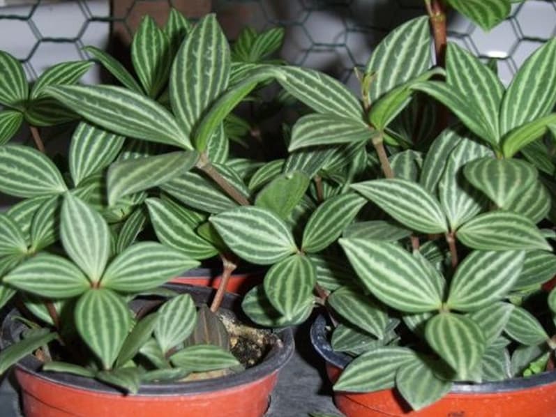 홀리아페페로미아