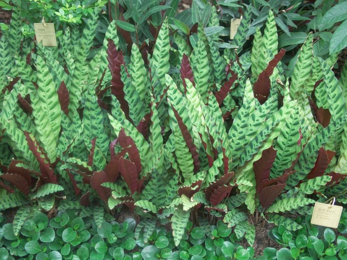 칼라데아 인시그니스