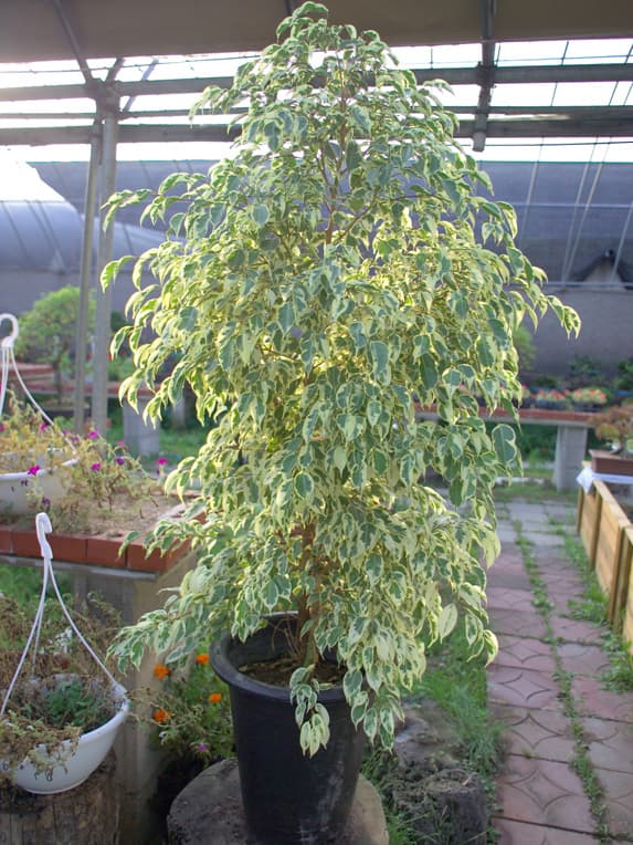 무늬벤자민고무나무