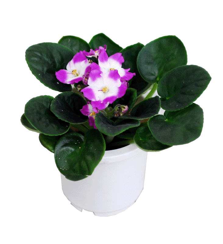 아프리칸 바이올렛